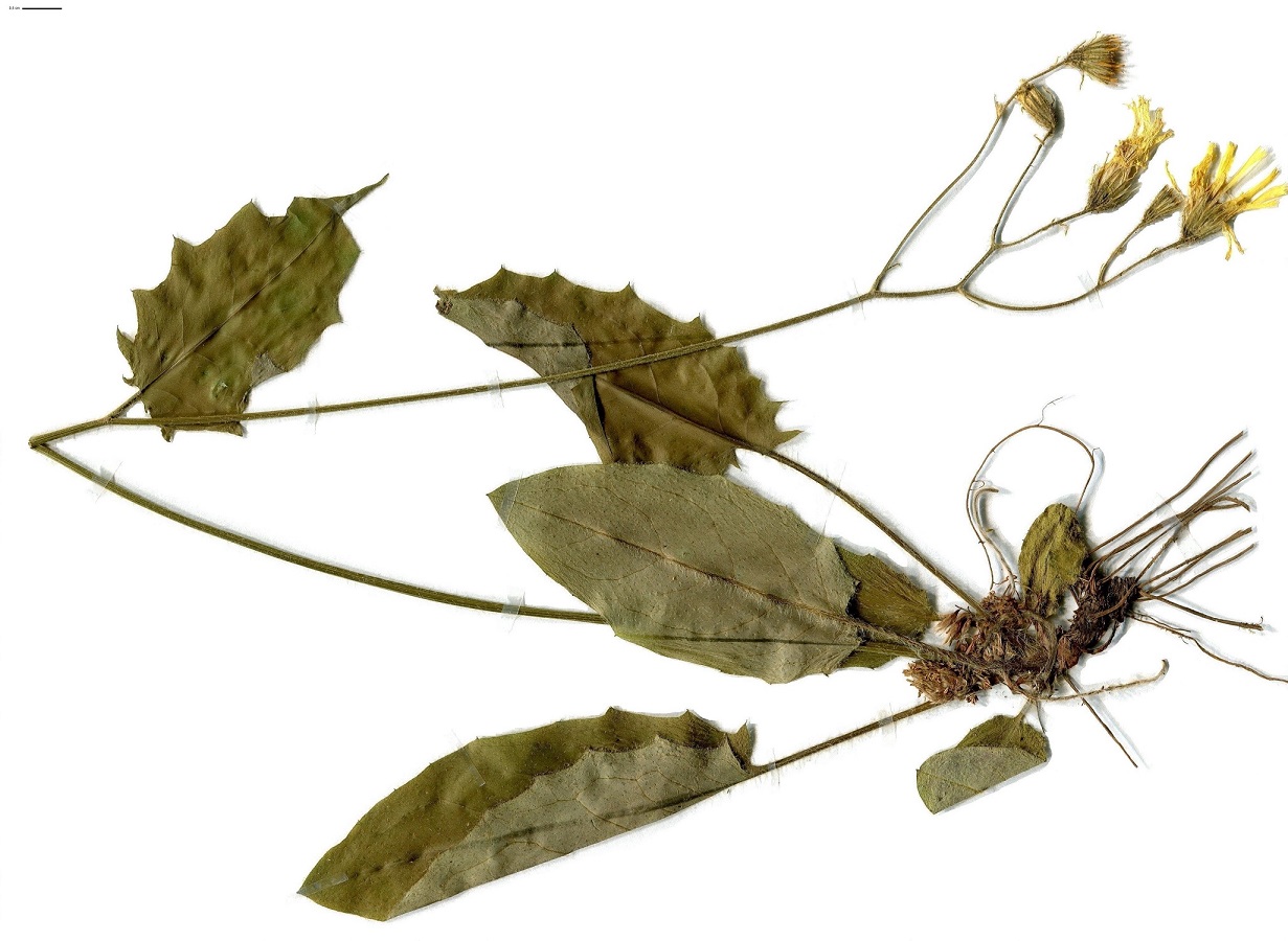 Hieracium murorum ser. (Asteraceae)